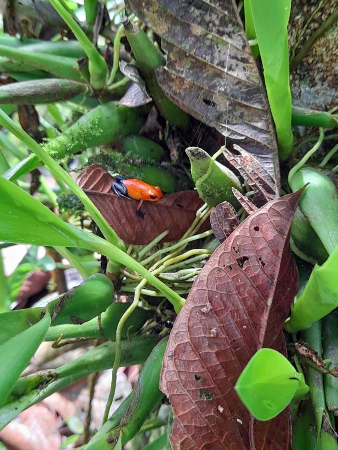 Bungalow Batsu La Fortuna Dış mekan fotoğraf